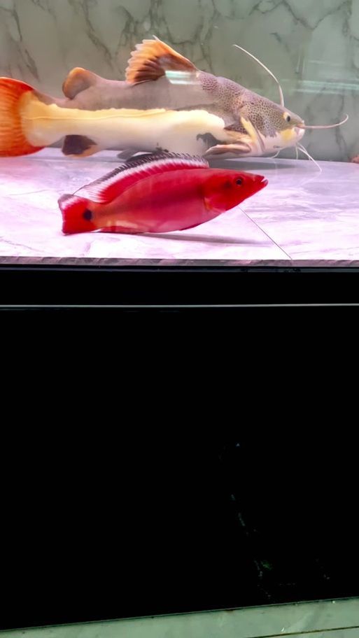 胭脂孔雀龍魚有哪些品種特點？，如何區(qū)分胭脂孔雀龍魚的性別？ 胭脂孔雀龍魚有哪些品種特點？，如何區(qū)分胭脂孔雀龍魚的性別？ 龍魚百科 第3張
