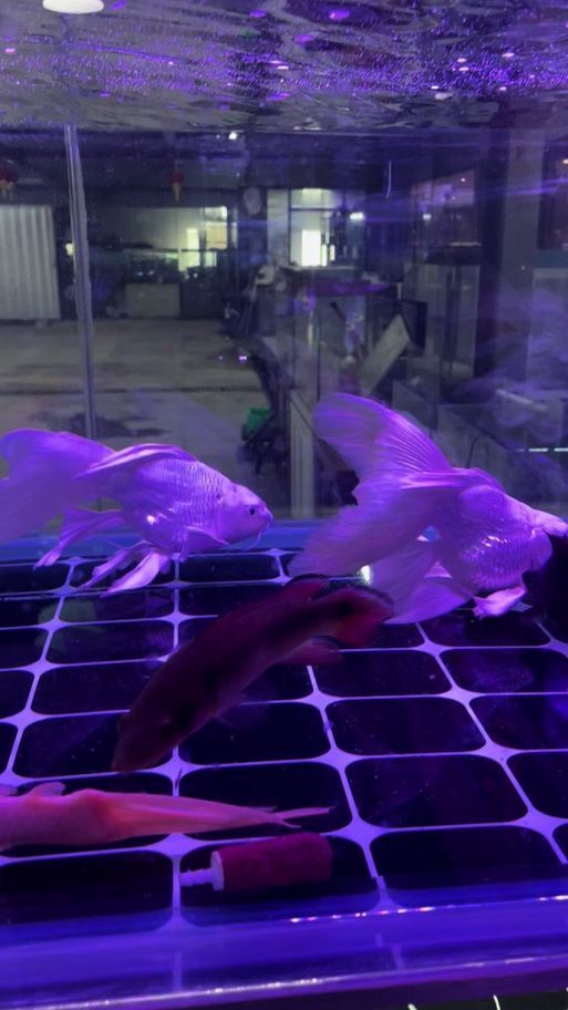胭脂孔雀龍魚有哪些品種特點？，如何區(qū)分胭脂孔雀龍魚的性別？ 胭脂孔雀龍魚有哪些品種特點？，如何區(qū)分胭脂孔雀龍魚的性別？ 龍魚百科 第5張