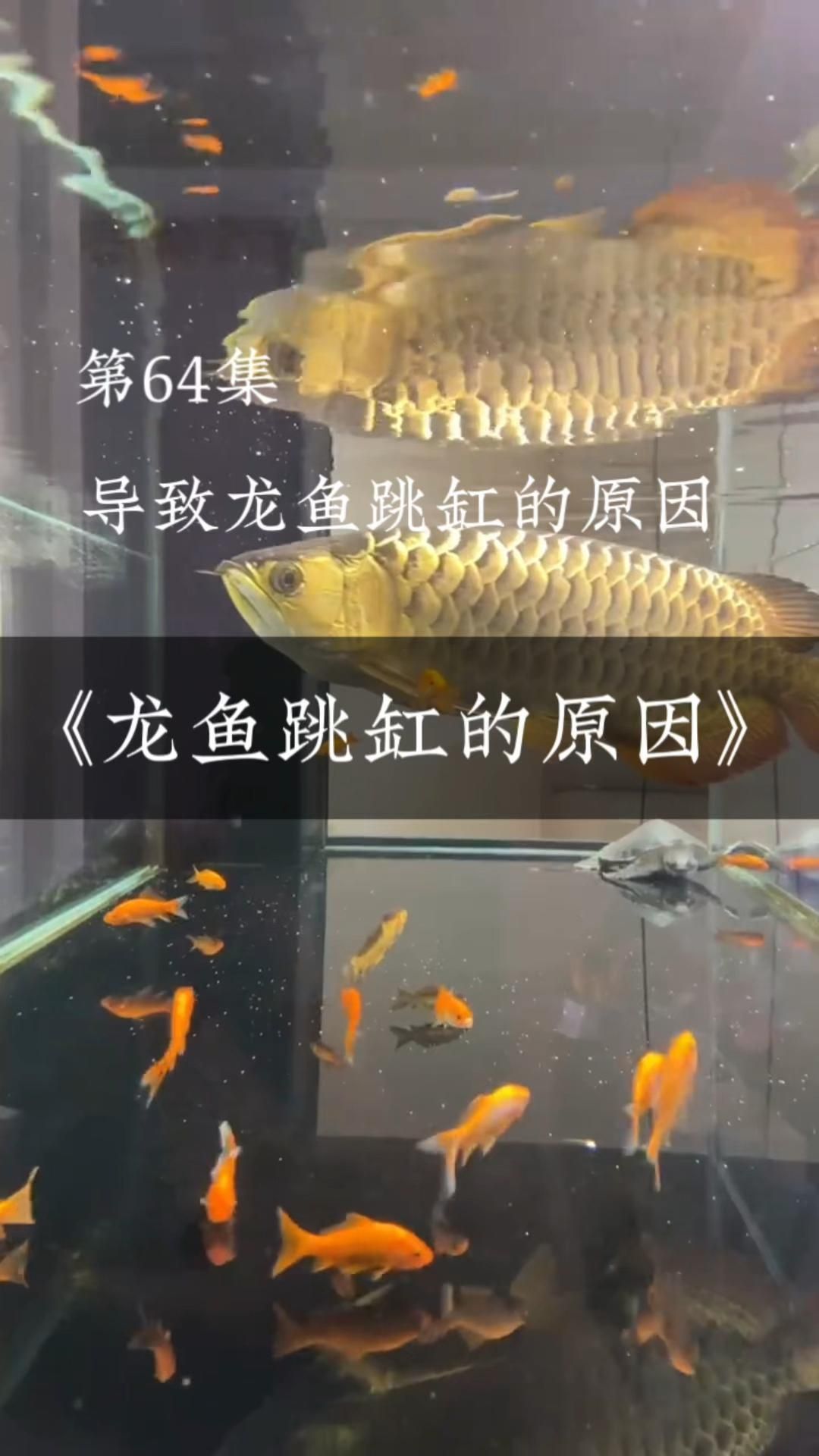 如何判斷龍魚是否需要跳缸，龍魚跳缸是否需要跳缸，龍魚跳缸的四大原因家居妙招集