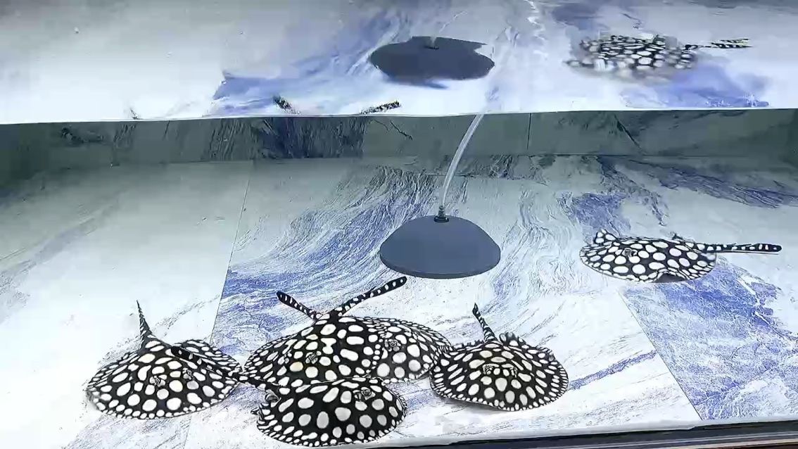 養(yǎng)魚的終極浪漫依舊繞不開“純血”二字，純血的路上有人走散，有人重逢，我們始終在這，守著一池熱愛。，養(yǎng)魚的終極浪漫
