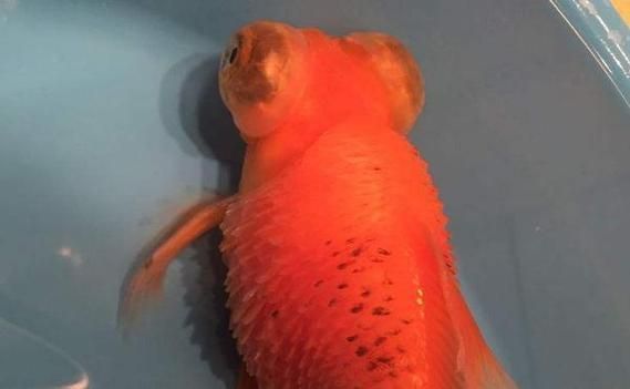 提供幾張豎鱗病的圖片，如何判斷魚患有豎鱗病