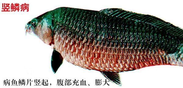 提供幾張豎鱗病的圖片，如何判斷魚患有豎鱗病