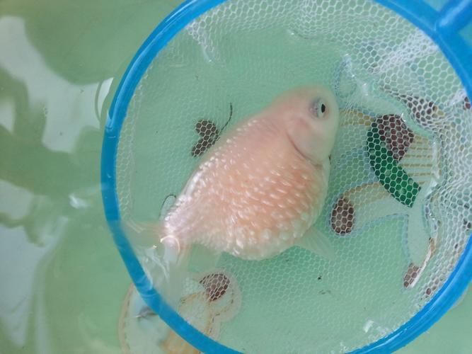 提供幾張豎鱗病的圖片，如何判斷魚患有豎鱗病
