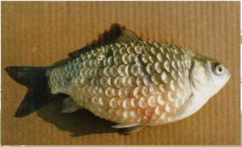 提供幾張豎鱗病的圖片，如何判斷魚患有豎鱗病