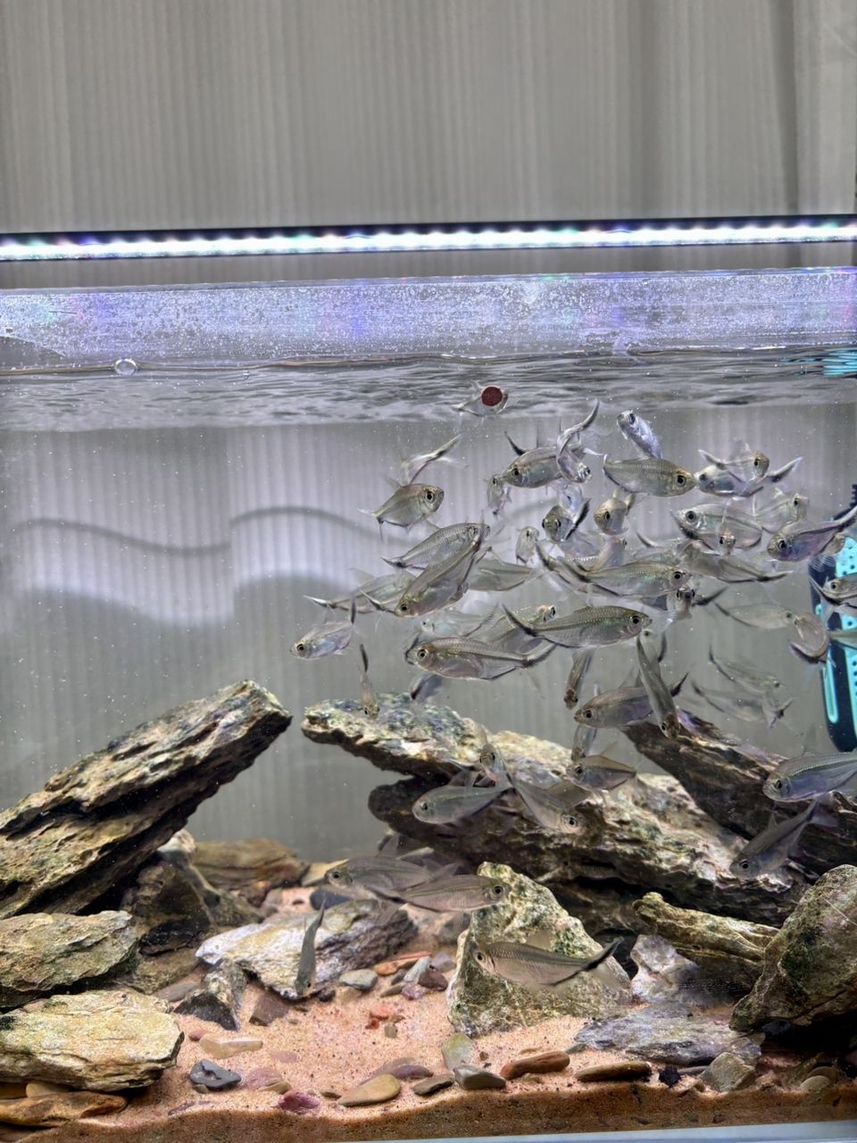 養(yǎng)魚真的是治愈心情最好的良藥，假期那么短啊啊啊啊啊啊啊啊啊啊啊啊啊啊啊啊啊啊啊