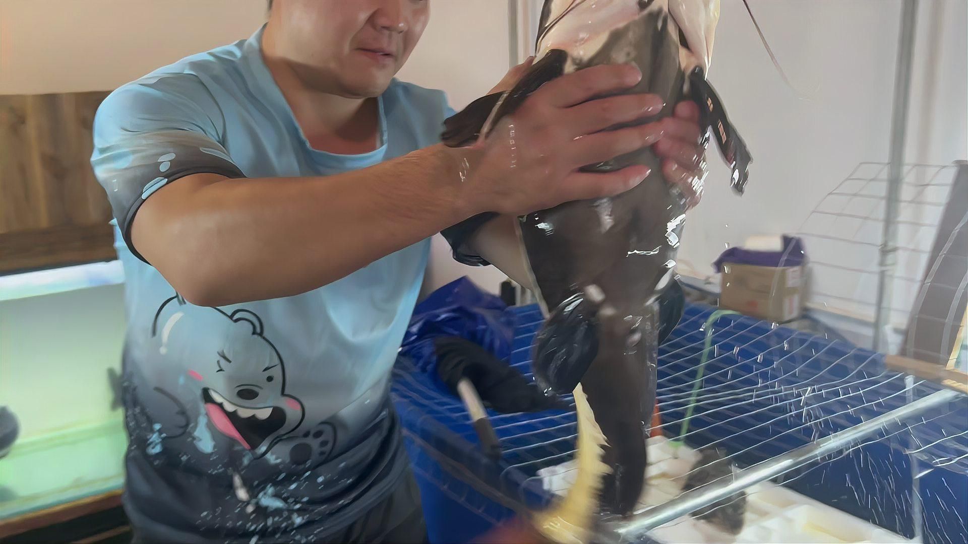 招財貓魚混養需要多大的魚缸，招財貓和什么魚混養最好