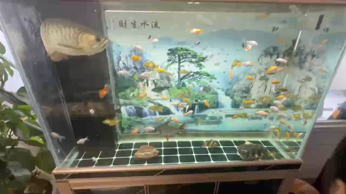 今天喂小魚，如何有效地喂養魚缸中的小魚