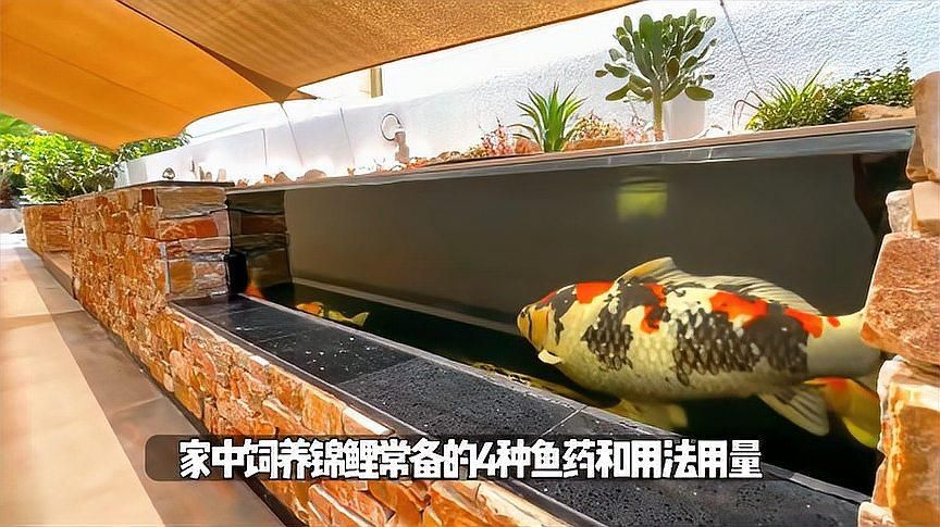 有哪些藥物可以治療爛尾爛鰭病，養魚人公認的“五件套”是治療爛尾爛尾爛鰭的“基礎藥” 有哪些藥物可以治療爛尾爛鰭病，養魚人公認的“五件套”是治療爛尾爛尾爛鰭的“基礎藥” 龍魚百科 第2張