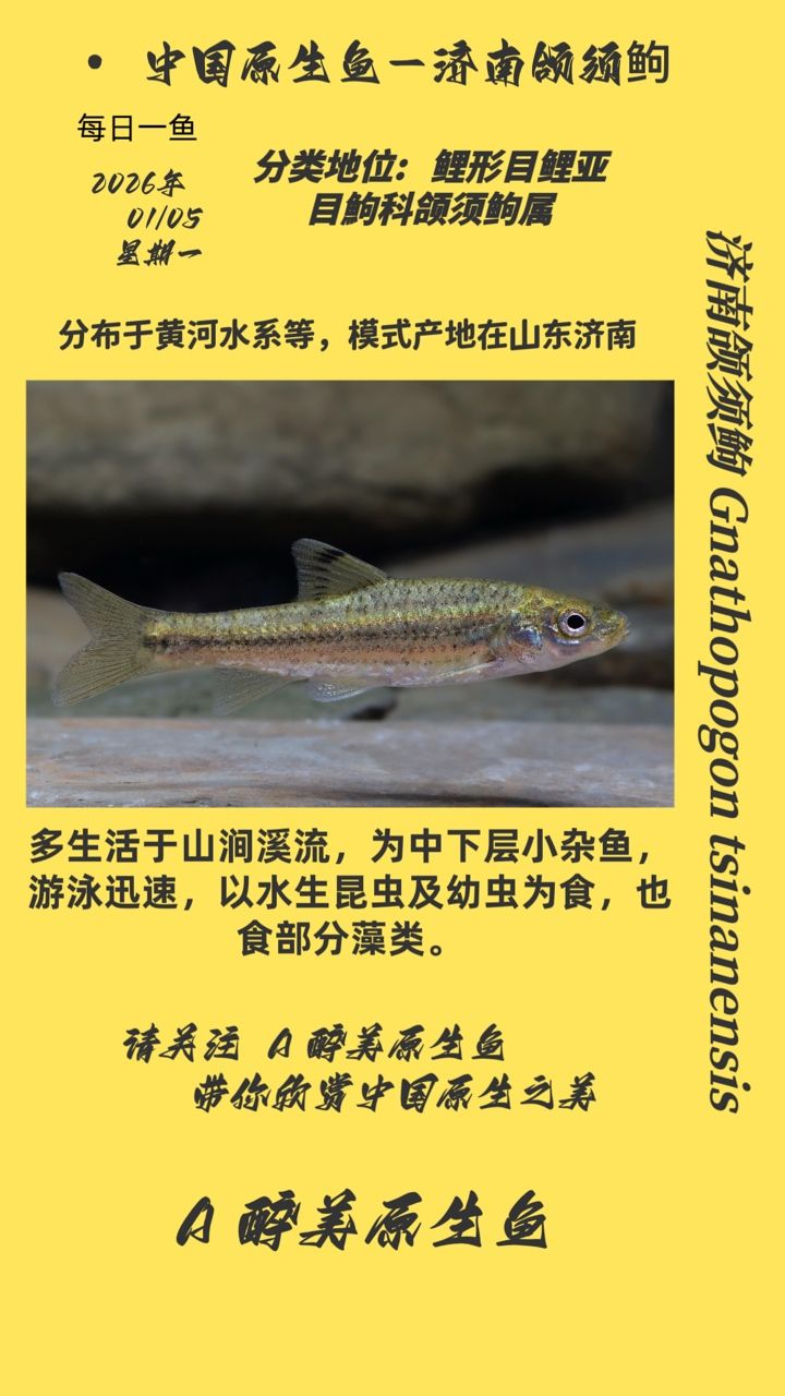 濟南頜須，濟南頜須是一種在濟南地區特有的生物物種
