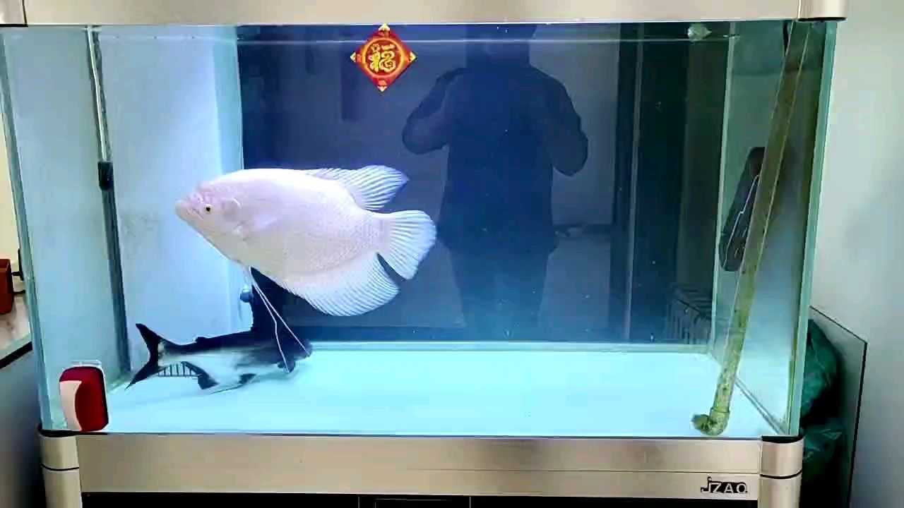 破玩意都50了，其他魚都被吃光了，破玩意50了，其他魚都被吃光了，