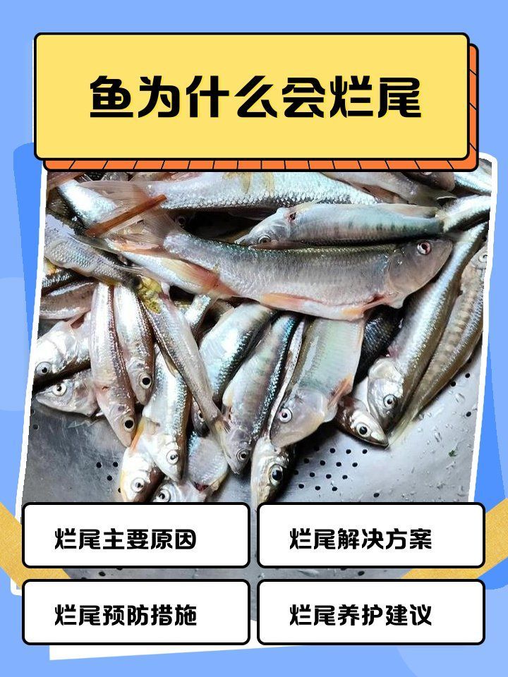 如何預(yù)防魚缸里魚爛尾，魚爛尾的原因與對策