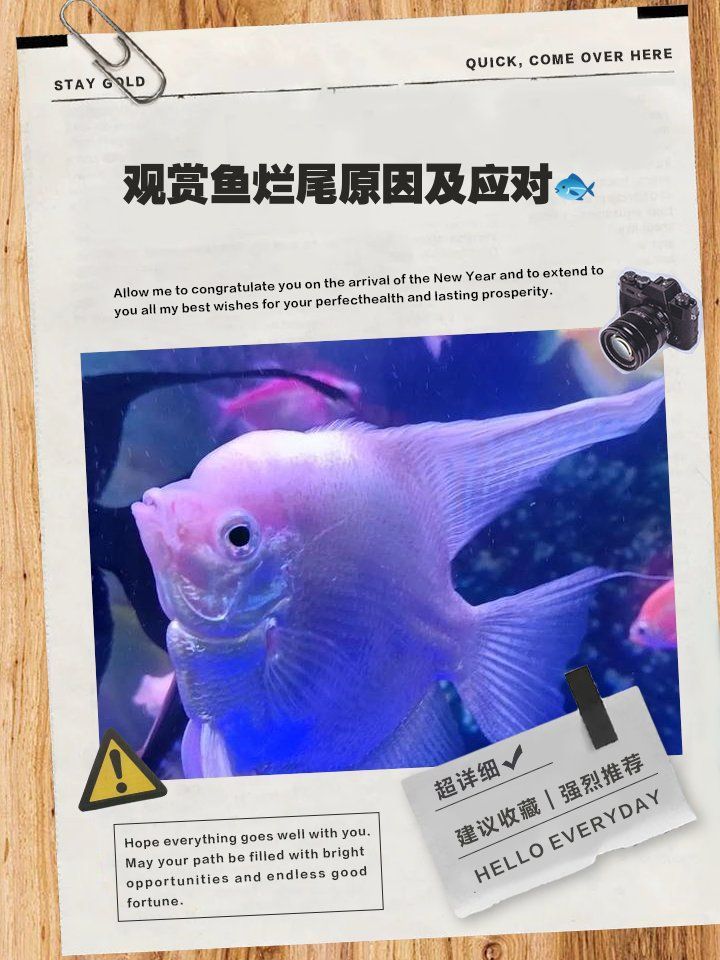 如何預(yù)防魚缸里魚爛尾，魚爛尾的原因與對策