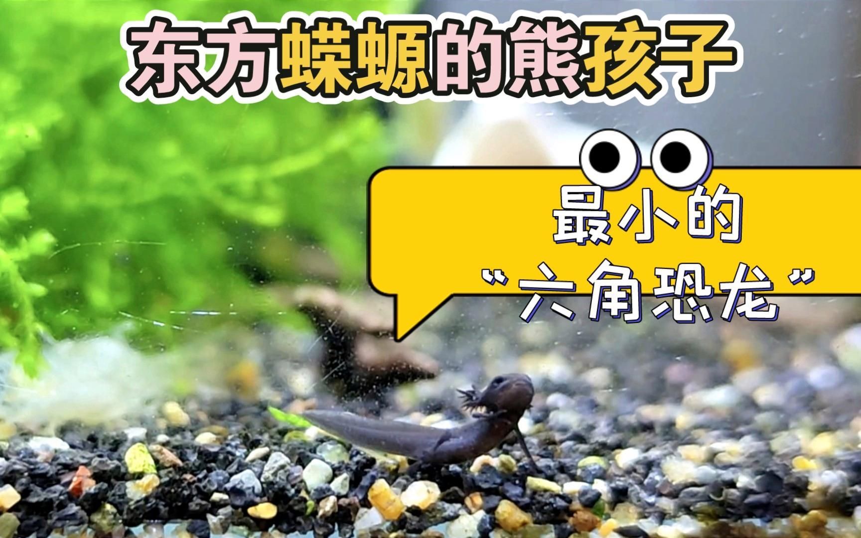 如何區分蠑螈和大鯢的幼體