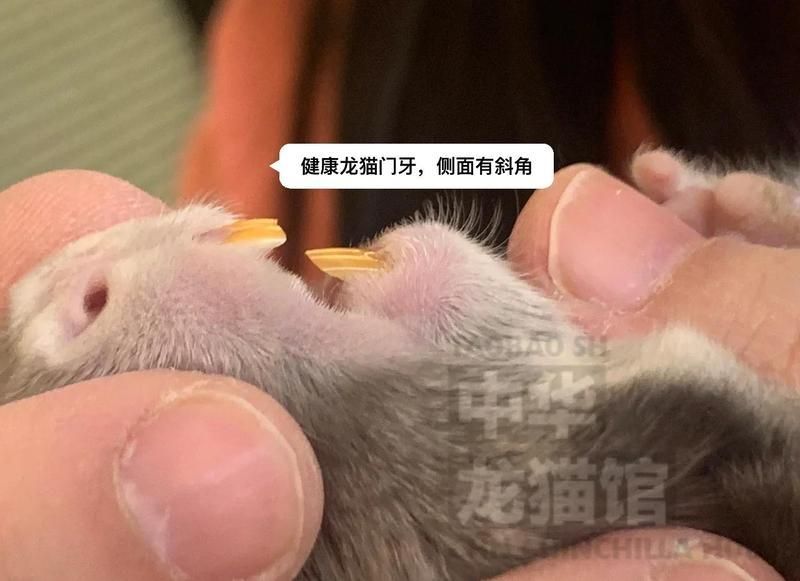 再詳細介紹一下龍貓的牙齒問題，如何預防龍貓牙齒問題