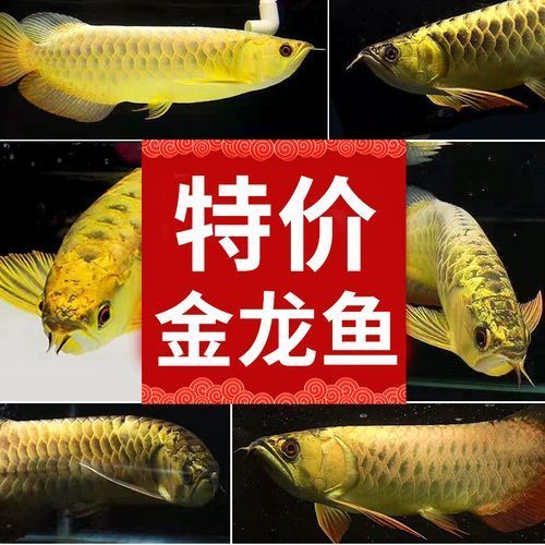 印尼紅龍哪個(gè)品種最稀有，印尼紅龍中最稀有的品種是辣椒紅龍，印尼紅龍哪個(gè)品種最有價(jià)值 印尼紅龍哪個(gè)品種最稀有，印尼紅龍中最稀有的品種是辣椒紅龍，印尼紅龍哪個(gè)品種最有價(jià)值 龍魚(yú)百科 第5張