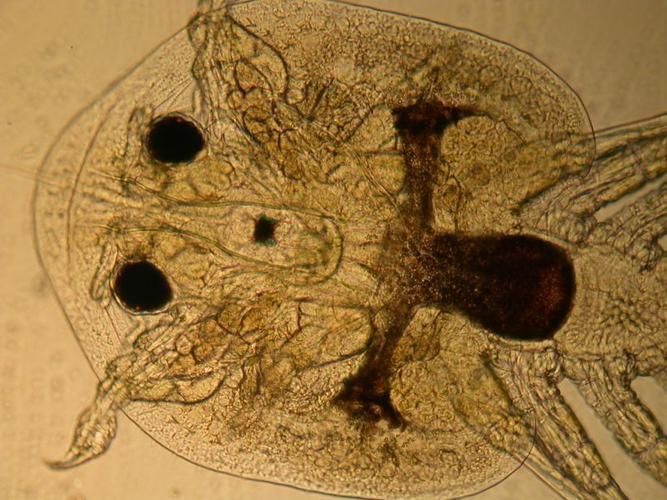 龍魚和魟魚有哪些常見寄生蟲？，觀賞魚寄生蟲防治