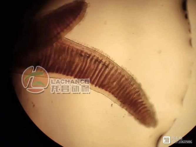 龍魚和魟魚有哪些常見寄生蟲？，觀賞魚寄生蟲防治