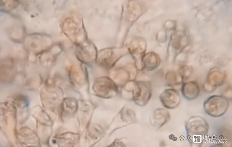 龍魚和魟魚有哪些常見寄生蟲？，觀賞魚寄生蟲防治