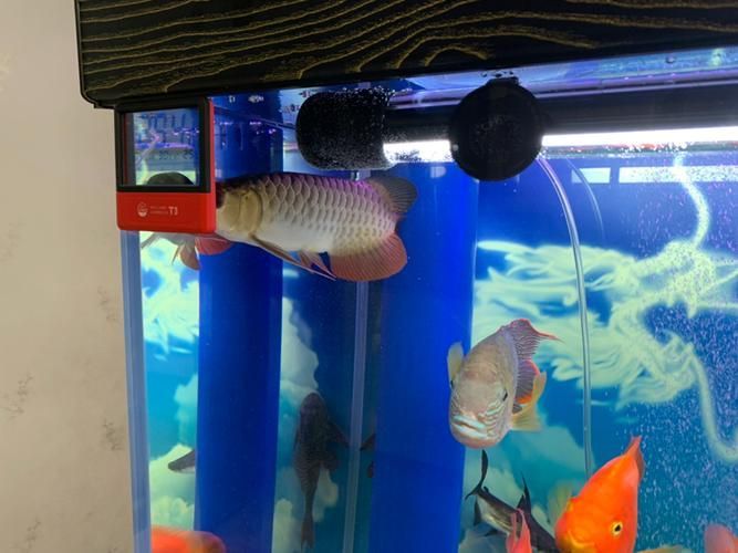 如何判斷龍魚是否適合小缸飼養，arxiv論文助手arxiv論文助手判斷龍魚是否適合小缸飼養