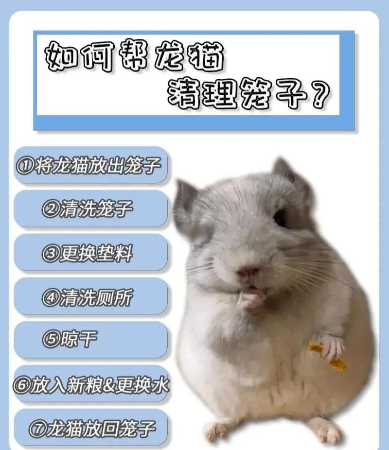 如何預防龍貓細菌傳播，龍貓籠舍消毒流程圖解（龍貓籠舍消毒流程圖解類視覺內(nèi)容）
