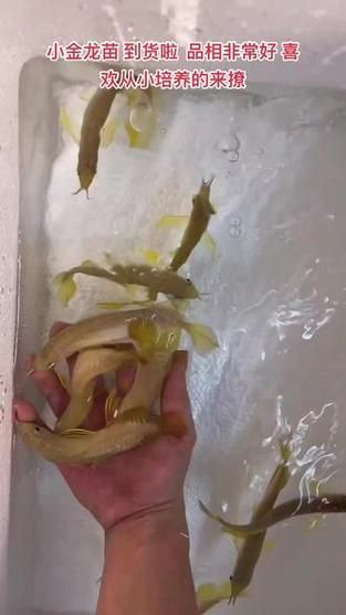1～2厘米金龍苗圖片 1～2厘米金龍苗圖片 龍魚百科 第12張