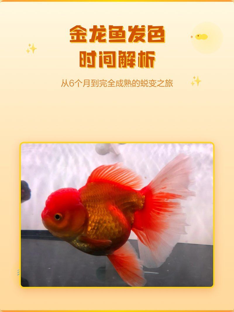 30cm過背金龍魚多久發色，30cm過背金龍魚多久發色探討30厘米長的金龍魚