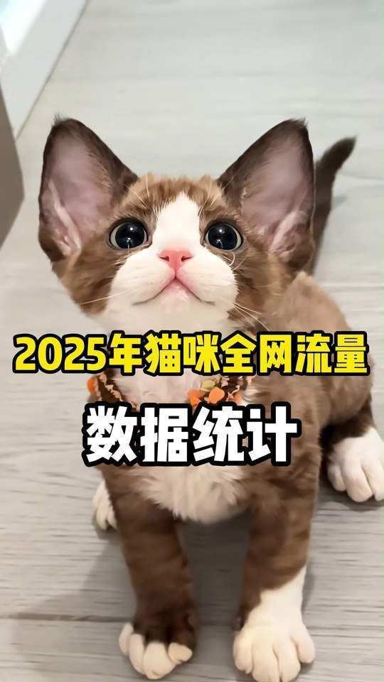 龍貓和貓哪個更受歡迎，貓咪熱度排行榜前十名(龍貓vs貓」