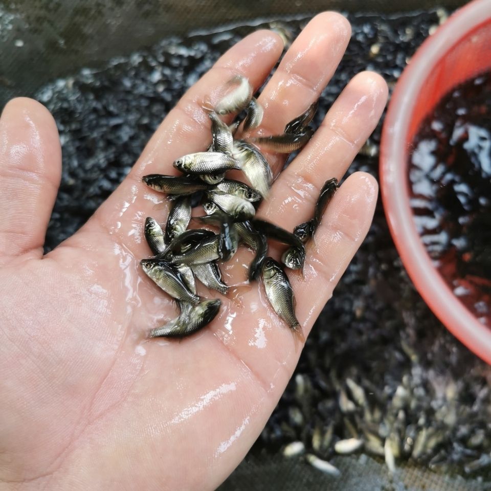 小魚苗，_人見人愛評論：小魚苗的生態與保育 小魚苗，_人見人愛評論：小魚苗的生態與保育 龍魚論壇 第1張