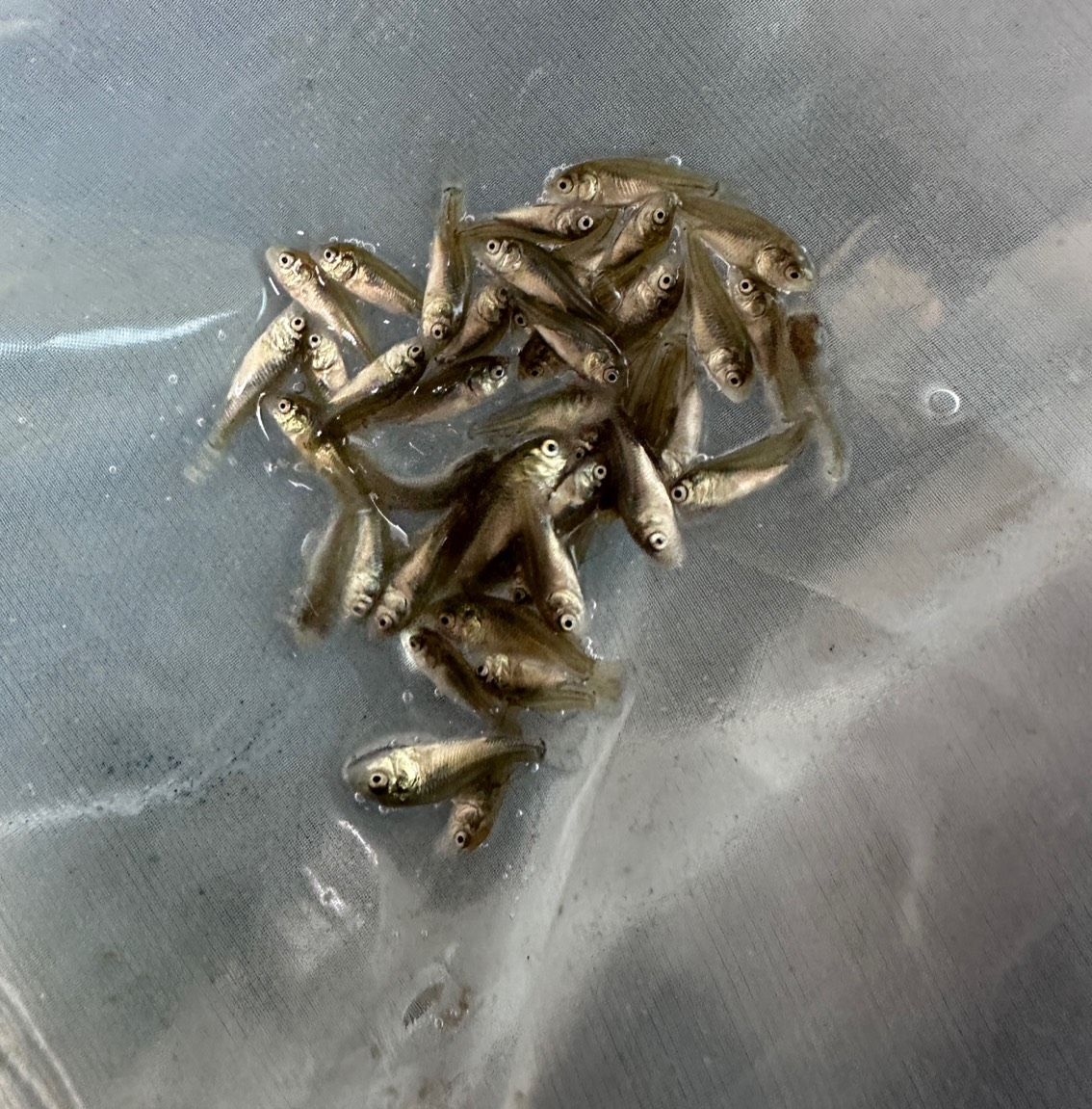 小魚苗，_人見人愛評論：小魚苗的生態與保育 小魚苗，_人見人愛評論：小魚苗的生態與保育 龍魚論壇 第2張