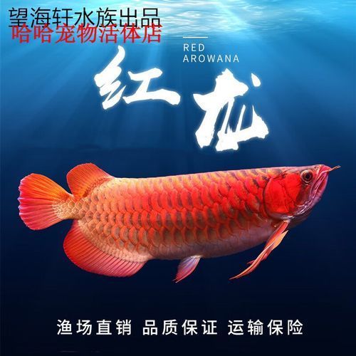 給我一些50公分過背金龍魚的圖片，50公分過背金龍魚如何飼養(yǎng) 給我一些50公分過背金龍魚的圖片，50公分過背金龍魚如何飼養(yǎng) 龍魚百科 第2張