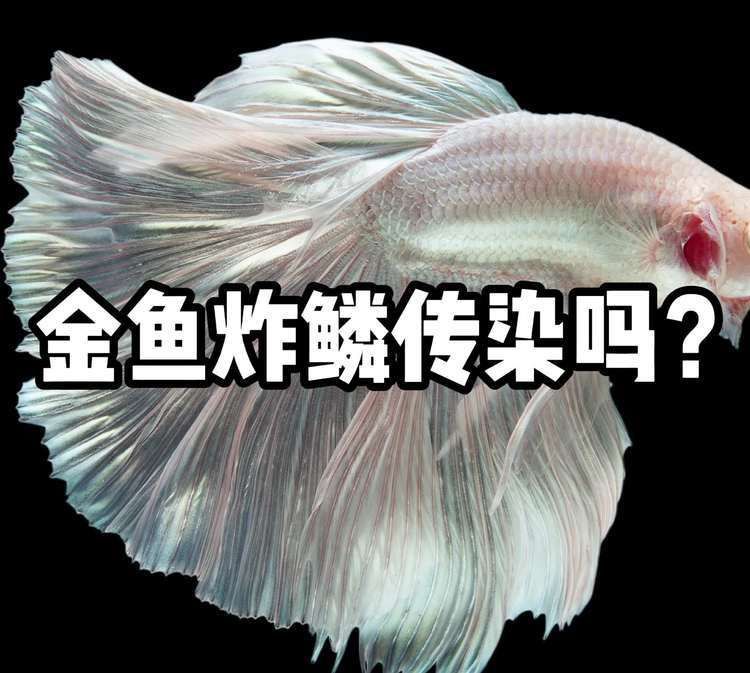 魚豎鱗病會傳染嗎，觀賞魚常見病防治清單金魚炸鱗病治療期間需喂食嗎