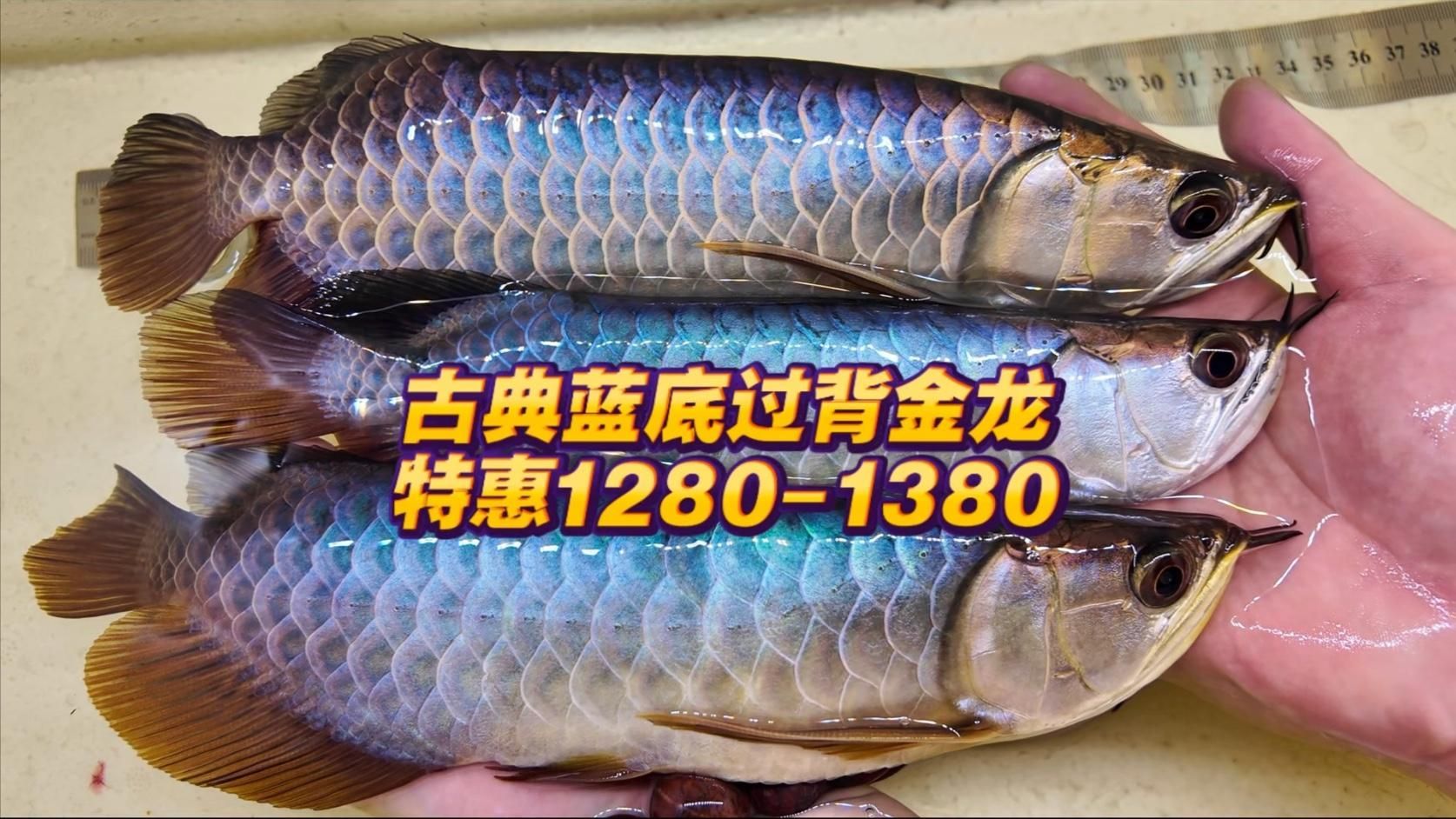 藍色龍魚有哪些著名的品種？，藍色觀賞魚的飼養(yǎng)指南