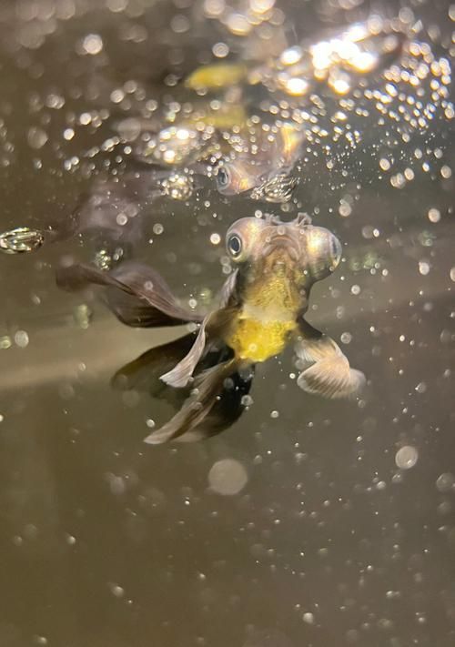 藍色龍魚有哪些著名的品種？，藍色觀賞魚的飼養(yǎng)指南