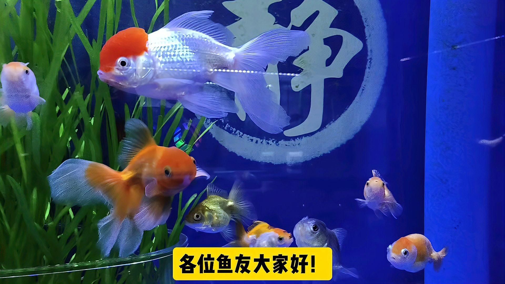 如何判斷魚鰭紅血絲的嚴重程度，如何判斷魚鰭紅血絲嚴重程度 如何判斷魚鰭紅血絲的嚴重程度，如何判斷魚鰭紅血絲嚴重程度 龍魚百科 第2張