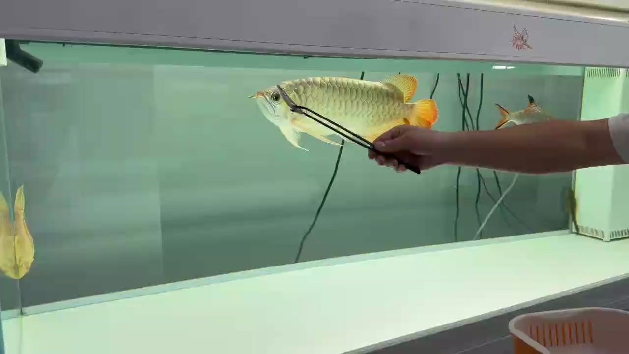 高端龍魚(yú)和黃河口速凍魚(yú)食更配哦，高端龍魚(yú)與黃河口速凍魚(yú)食更配哦