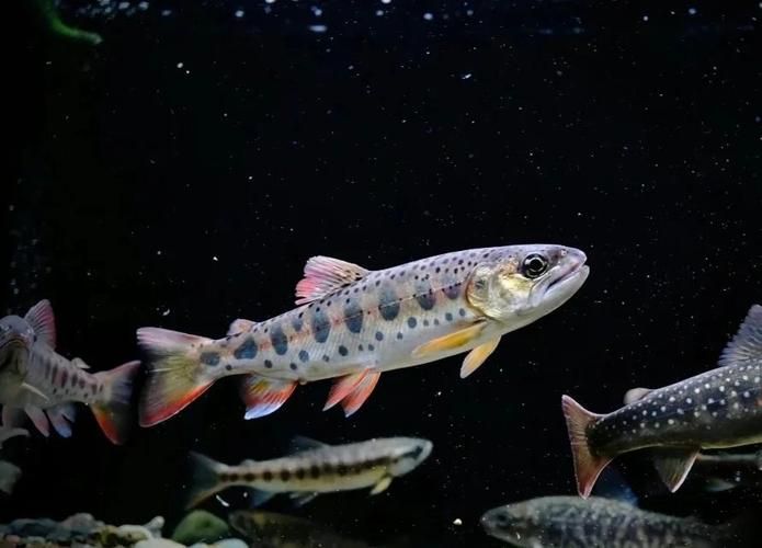 有沒有圖片可以展示這些稀有魚類,探索海洋的珍稀寶藏:稀有魚類圖片集錦 龍魚百科 第3張 有沒有圖片可以展示這些稀有魚類,探索海洋的珍稀寶藏:稀有魚類圖片集錦 有沒有圖片可以展示這些稀有魚類,探索海洋的珍稀寶藏:稀有魚類圖片集錦 龍魚百科 第3張