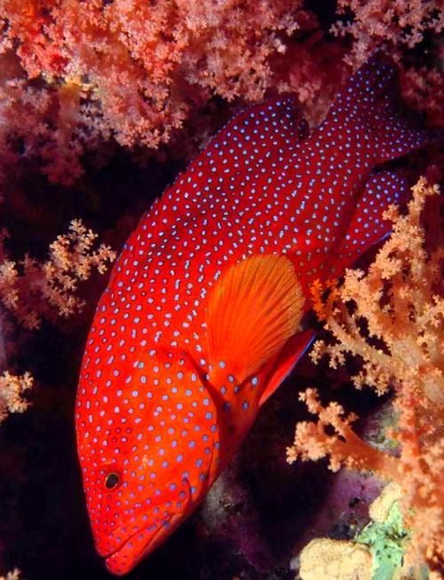 有沒有圖片可以展示這些稀有魚類,探索海洋的珍稀寶藏:稀有魚類圖片集錦 龍魚百科 第5張 有沒有圖片可以展示這些稀有魚類,探索海洋的珍稀寶藏:稀有魚類圖片集錦 有沒有圖片可以展示這些稀有魚類,探索海洋的珍稀寶藏:稀有魚類圖片集錦 龍魚百科 第5張