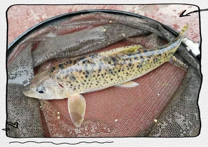 有沒有圖片可以展示這些稀有魚類,探索海洋的珍稀寶藏:稀有魚類圖片集錦 龍魚百科 第9張 有沒有圖片可以展示這些稀有魚類,探索海洋的珍稀寶藏:稀有魚類圖片集錦 有沒有圖片可以展示這些稀有魚類,探索海洋的珍稀寶藏:稀有魚類圖片集錦 龍魚百科 第9張