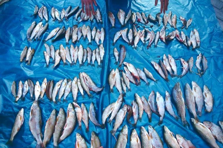 有沒有圖片可以展示這些稀有魚類,探索海洋的珍稀寶藏:稀有魚類圖片集錦 龍魚百科 第10張 有沒有圖片可以展示這些稀有魚類,探索海洋的珍稀寶藏:稀有魚類圖片集錦 有沒有圖片可以展示這些稀有魚類,探索海洋的珍稀寶藏:稀有魚類圖片集錦 龍魚百科 第10張