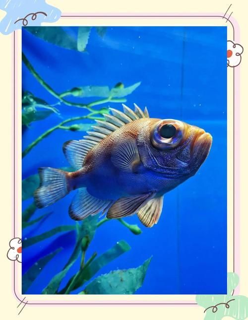 有沒有圖片可以展示這些稀有魚類,探索海洋的珍稀寶藏:稀有魚類圖片集錦 龍魚百科 第6張 有沒有圖片可以展示這些稀有魚類,探索海洋的珍稀寶藏:稀有魚類圖片集錦 有沒有圖片可以展示這些稀有魚類,探索海洋的珍稀寶藏:稀有魚類圖片集錦 龍魚百科 第6張