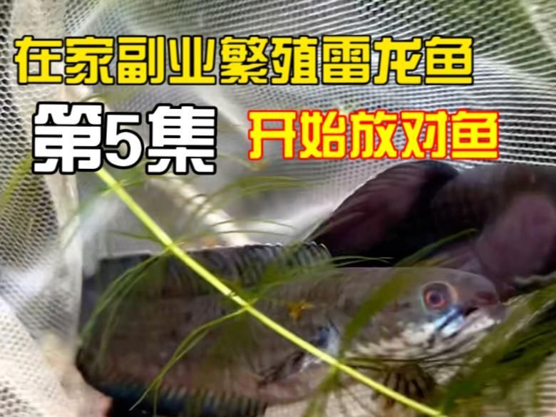 彩虹雷龍的繁殖過程是怎樣的，彩虹雷龍的繁殖習性 彩虹雷龍的繁殖過程是怎樣的，彩虹雷龍的繁殖習性 龍魚百科 第3張