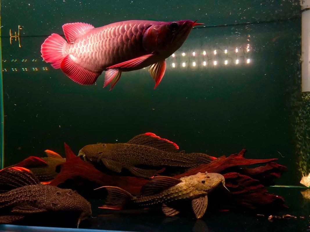 短身半福紅龍魚的飼養難度如何？，“短身半福紅龍魚（scleropagesformosus） 短身半福紅龍魚的飼養難度如何？，“短身半福紅龍魚（scleropagesformosus） 龍魚百科 第2張