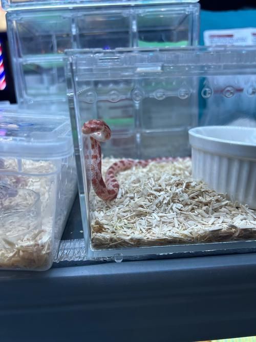 銀龍魚喂食的正確方法，銀龍魚喂食的正確方式詳解