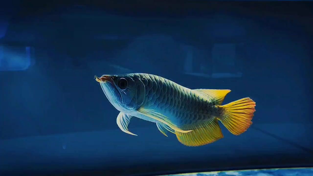 刷缸換水，刷缸換水的正確方式