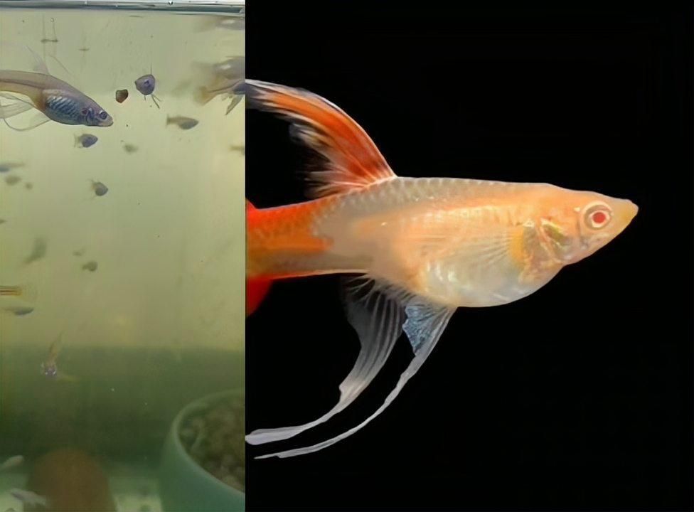 魚傷口愈合的最佳方法，arxiv論文助手可輔助獲取最新水產(chǎn)醫(yī)學(xué)研究論文
