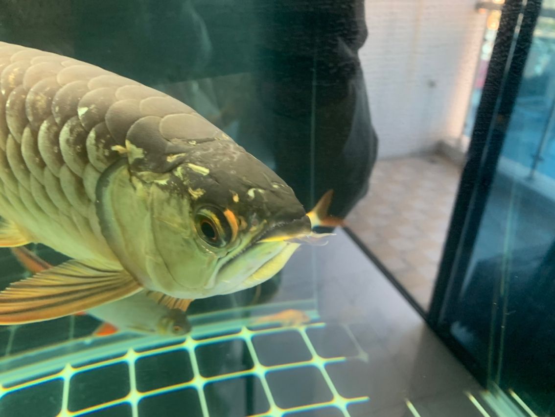 金龍水霉,金龍水霉對植物的危害主要表現在以下幾個方面 龍魚論壇 第1張 金龍水霉,金龍水霉對植物的危害主要表現在以下幾個方面 金龍水霉,金龍水霉對植物的危害主要表現在以下幾個方面 龍魚論壇 第1張