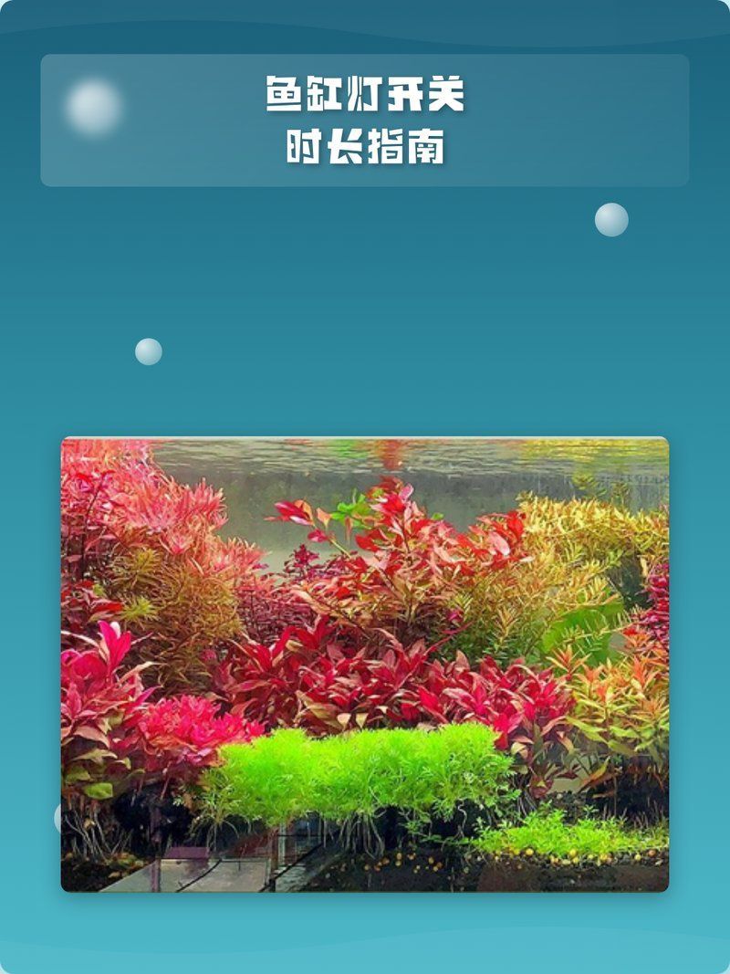 如何調(diào)整龍魚(yú)缸的光照時(shí)間？，魚(yú)缸光照時(shí)間調(diào)整是確保水生生物健康生長(zhǎng)的關(guān)鍵因素 如何調(diào)整龍魚(yú)缸的光照時(shí)間？，魚(yú)缸光照時(shí)間調(diào)整是確保水生生物健康生長(zhǎng)的關(guān)鍵因素 龍魚(yú)百科 第2張