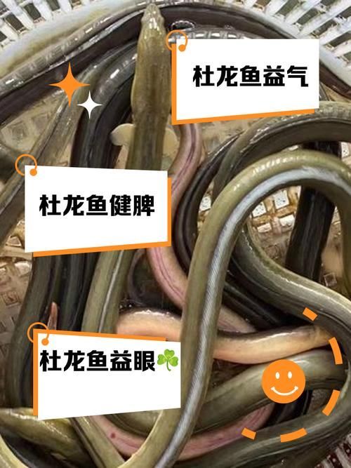 杜龍魚的烹飪方法有哪些，杜龍魚烹飪方法