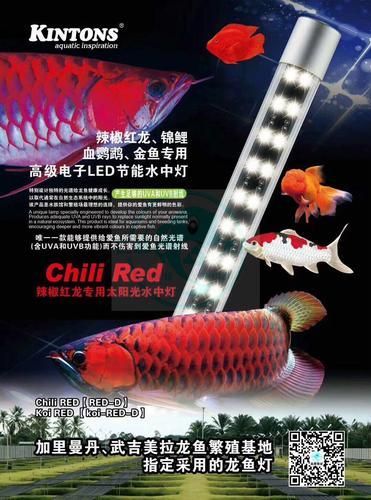 哪些類型的龍魚燈對龍魚最有益?,如仟湖of御龍殿龍魚燈 龍魚百科 第8張 哪些類型的龍魚燈對龍魚最有益?,如仟湖of御龍殿龍魚燈 哪些類型的龍魚燈對龍魚最有益?,如仟湖of御龍殿龍魚燈 龍魚百科 第8張