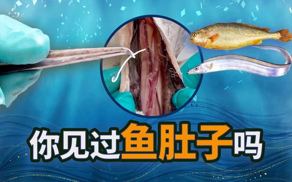 如何判斷金魚是否感染寄生蟲，如何判斷金魚是否感染寄生蟲，如何治療金魚寄生蟲感染
